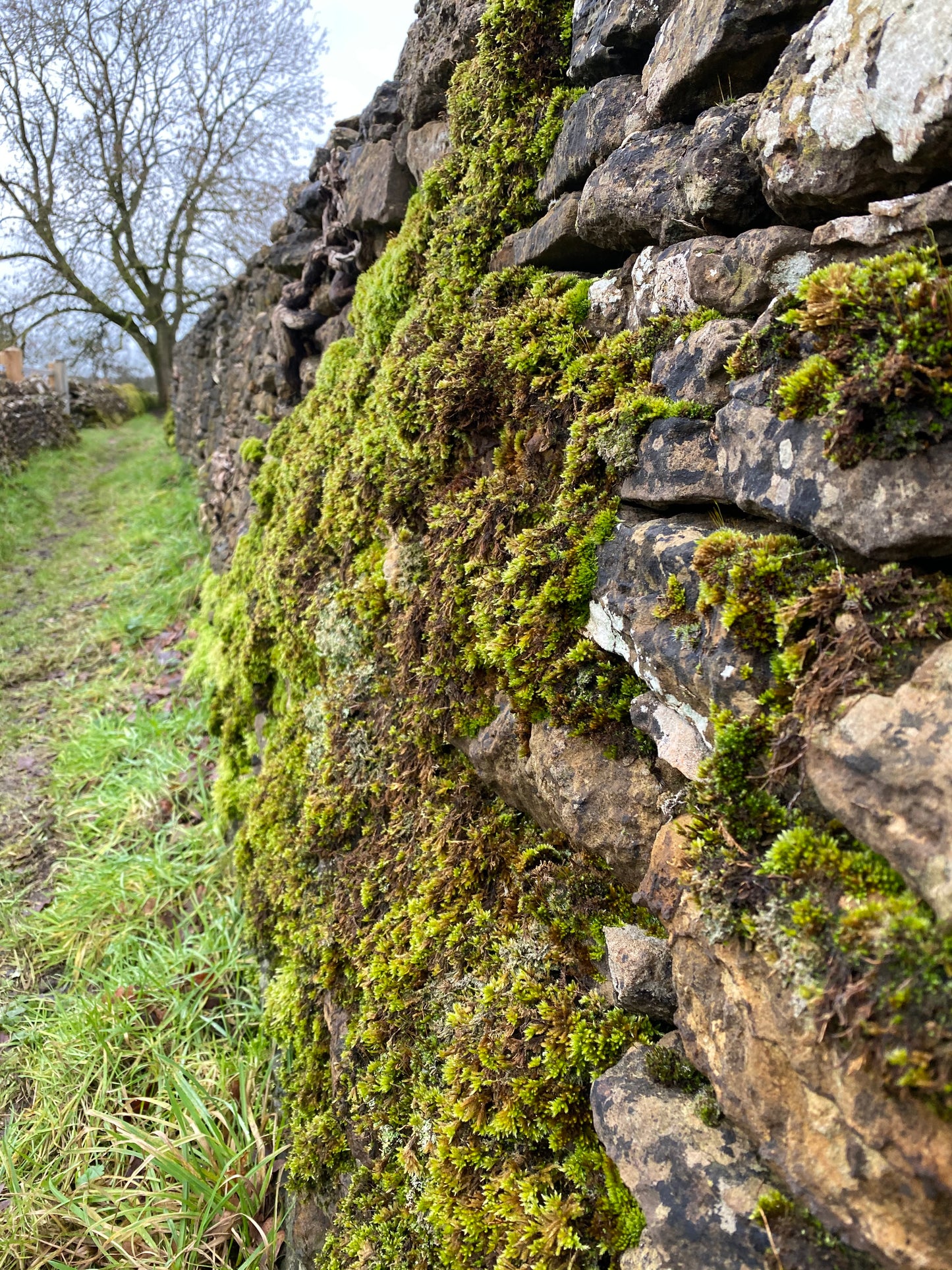 Moss Tablecloth