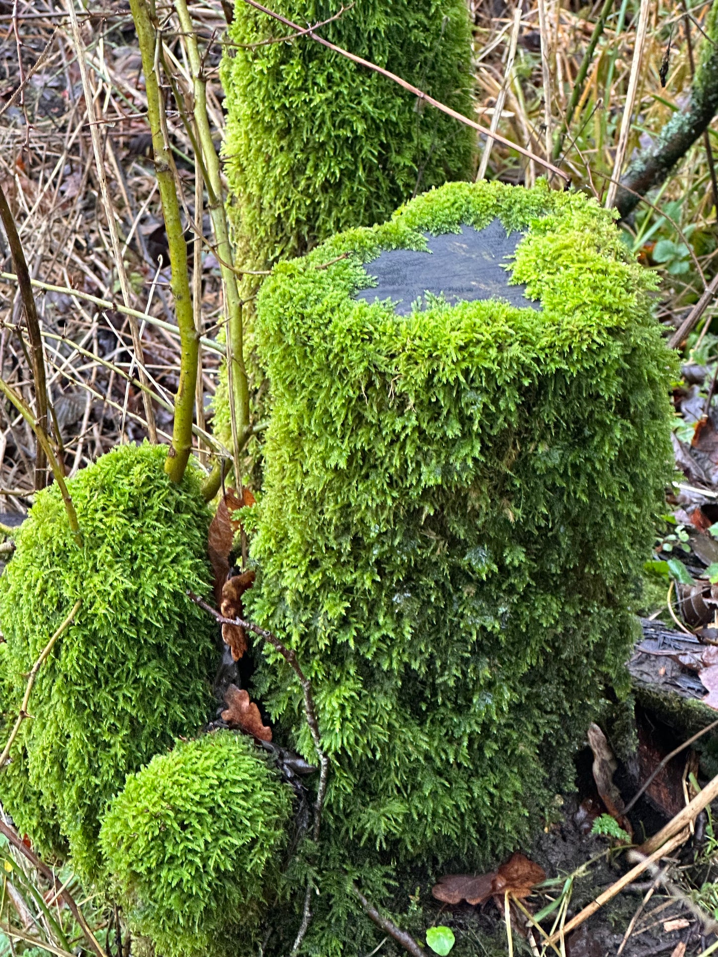 Moss Tea Towel Set