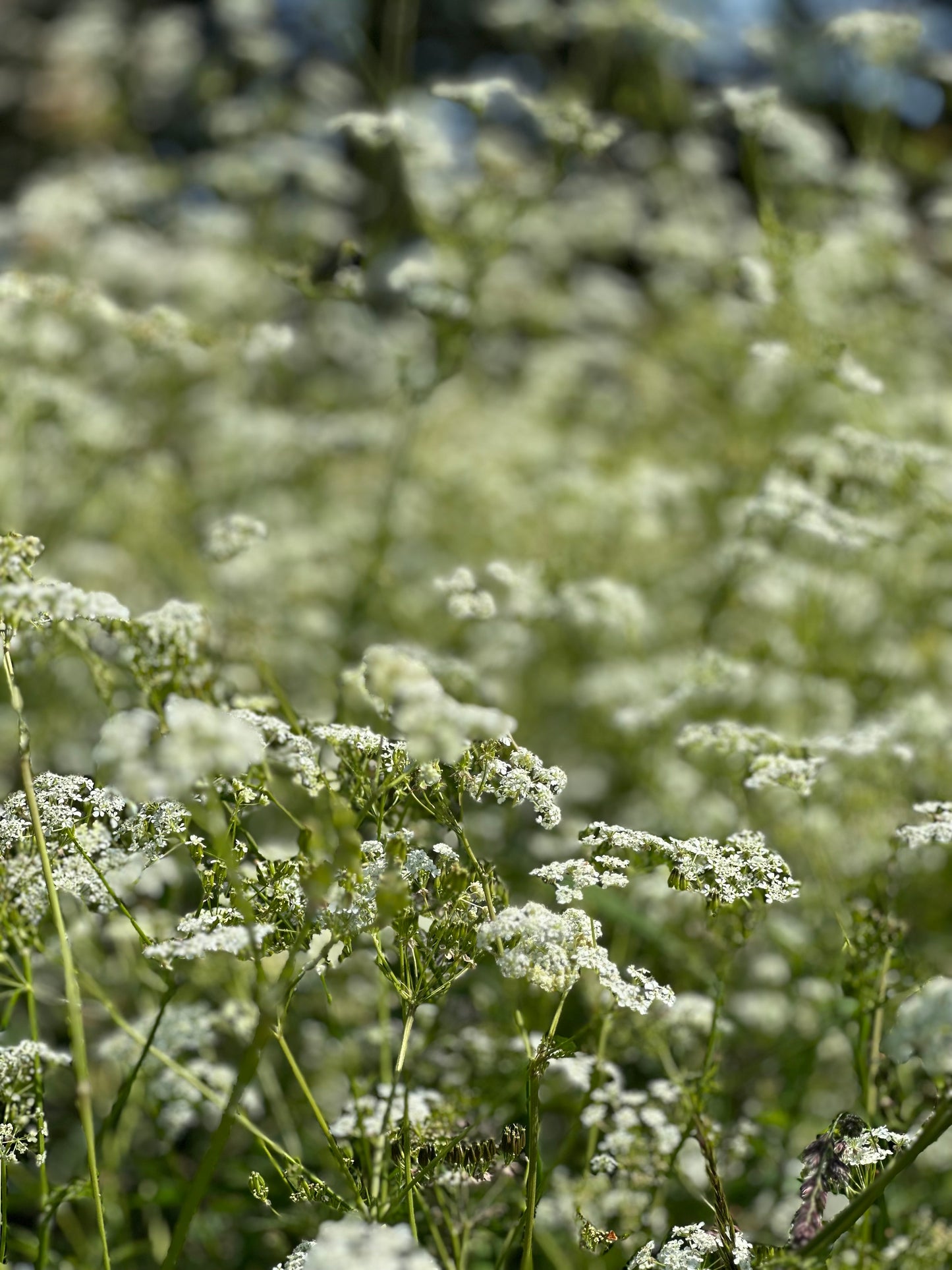 Cow Parsley Table Runner