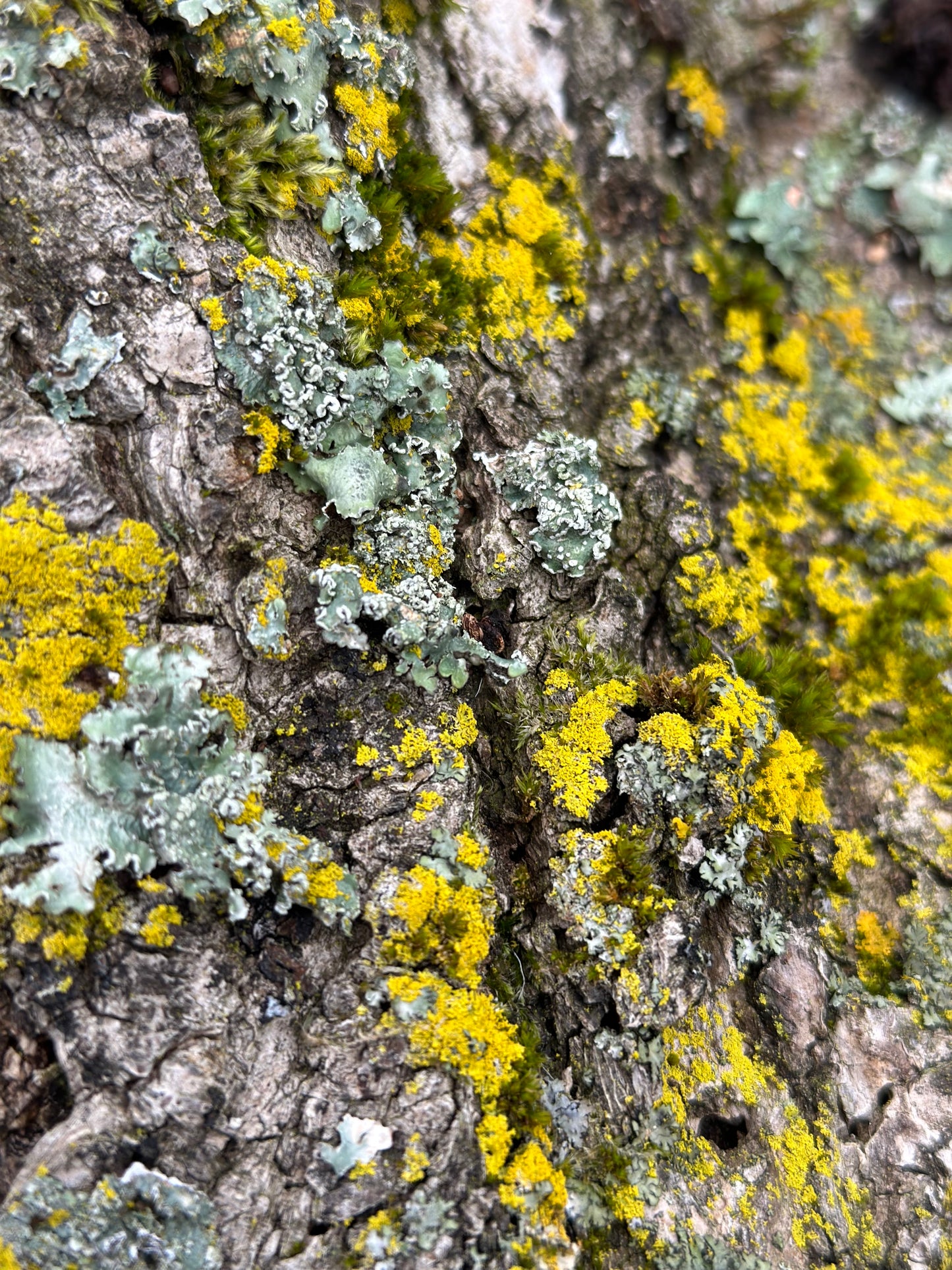 Lichen Table Runner